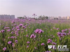视频 如梦如幻！洋湖湿地公园紫色花卉竞相盛放